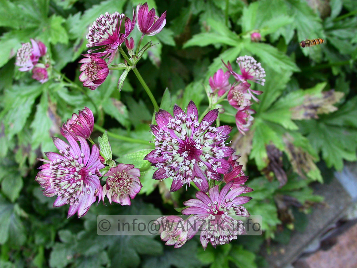 Astrantia major Elmblut Bluetenmacro.jpg
